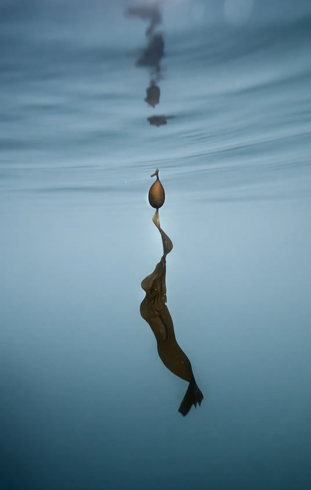 Kelp Pneumatocyst and Blade