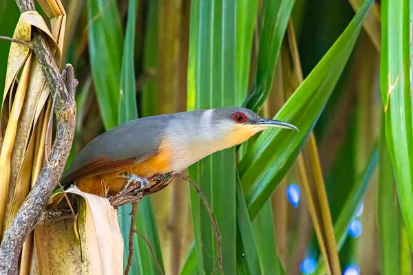 Mangrove Cuckoo thumbnail