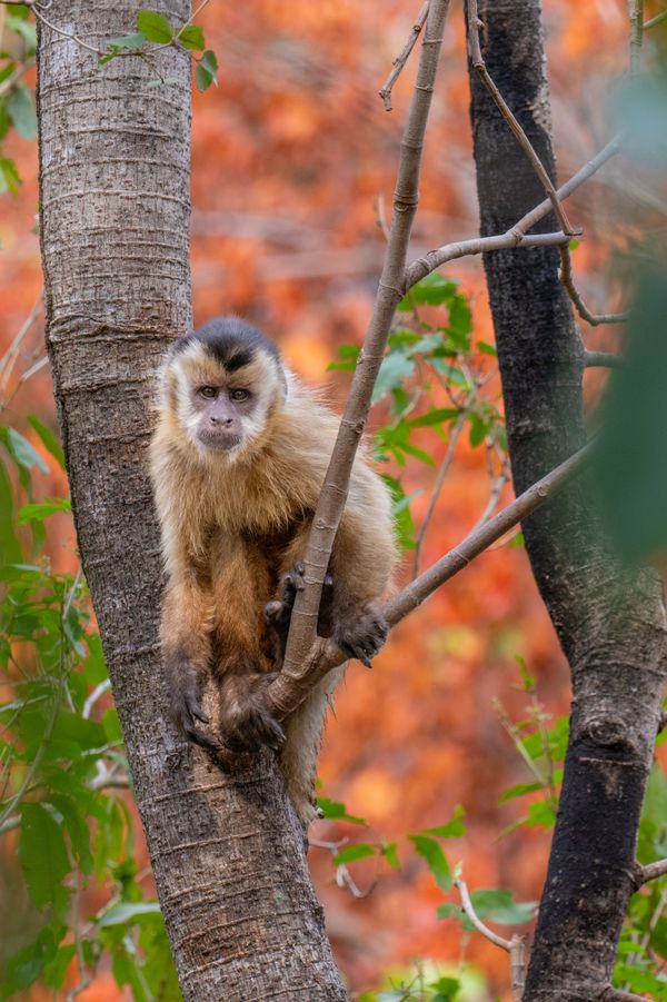 Capuchin Monkey in the Pantanal thumbnail