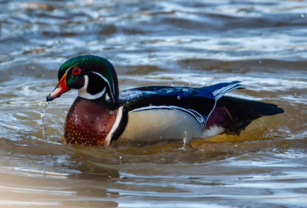 Love is Love thumbnail