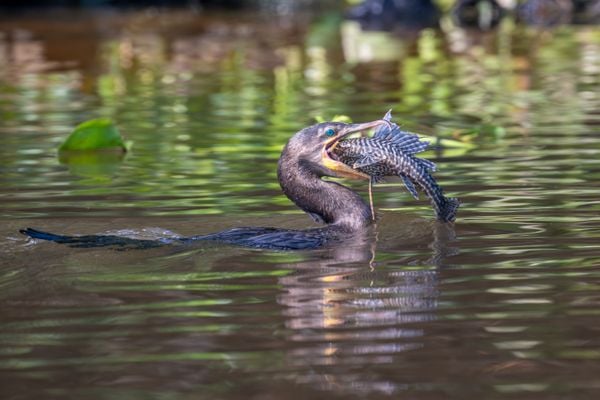 Neotropic Cormorant trying to swallow a catfish. thumbnail