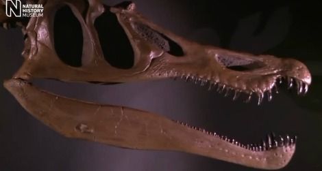 20111020010013baryonyx-skull-thumb.jpg