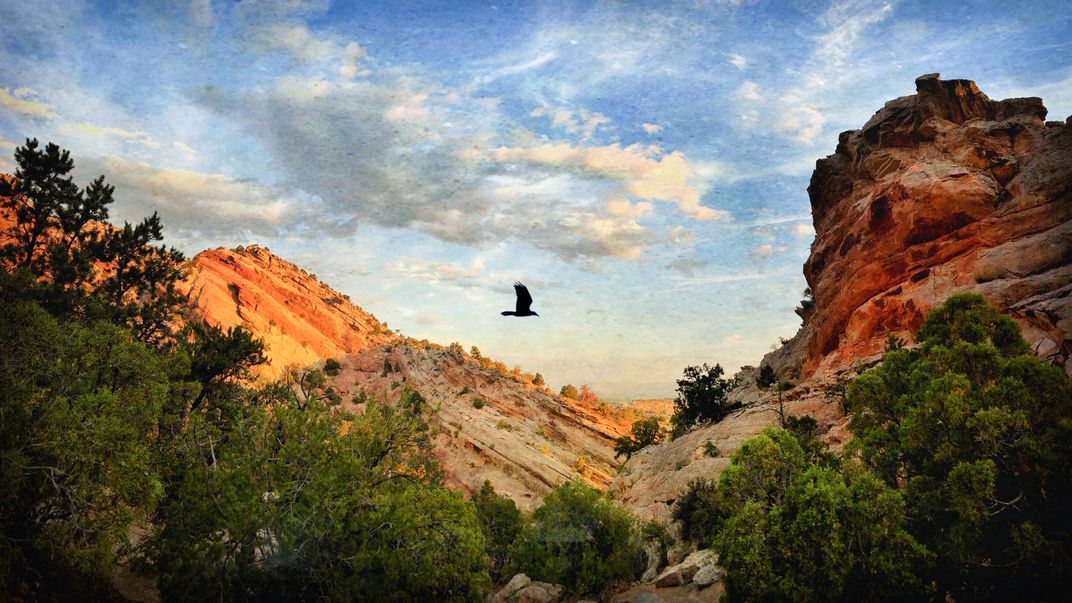 A raven flies as dawn reaches the Colorado National Monument in ...