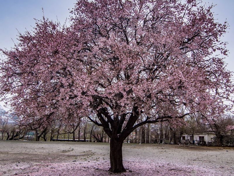 A Pink Tree Smithsonian Photo Contest Smithsonian Magazine