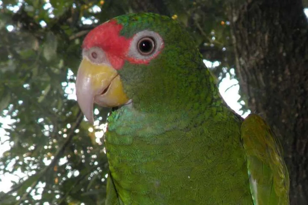 blue-winged amazon.jpg