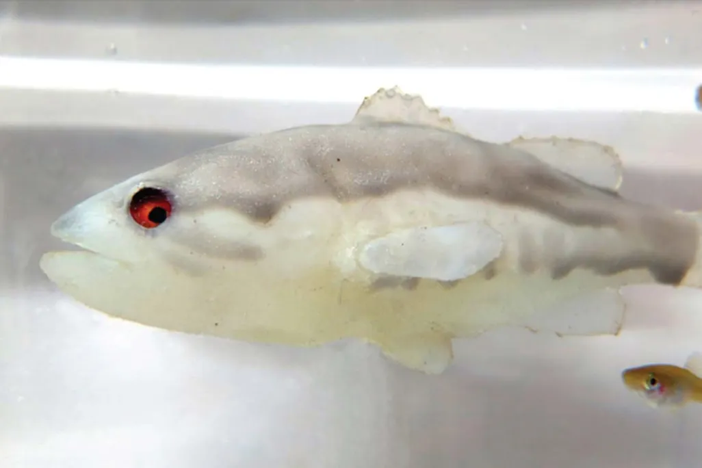 The robot fish is white and gray with red eyes; its shape resembles a largemouth bass. Behind it swim two small mosquitofish.
