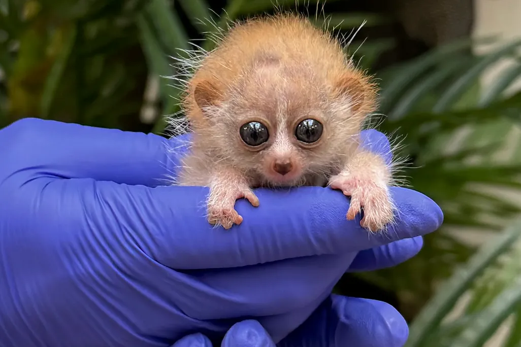 Very small animal with large eyes in gloved hand