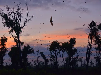 The World's Largest Mammal Migration Is Taking Place in Zambia Right Now image