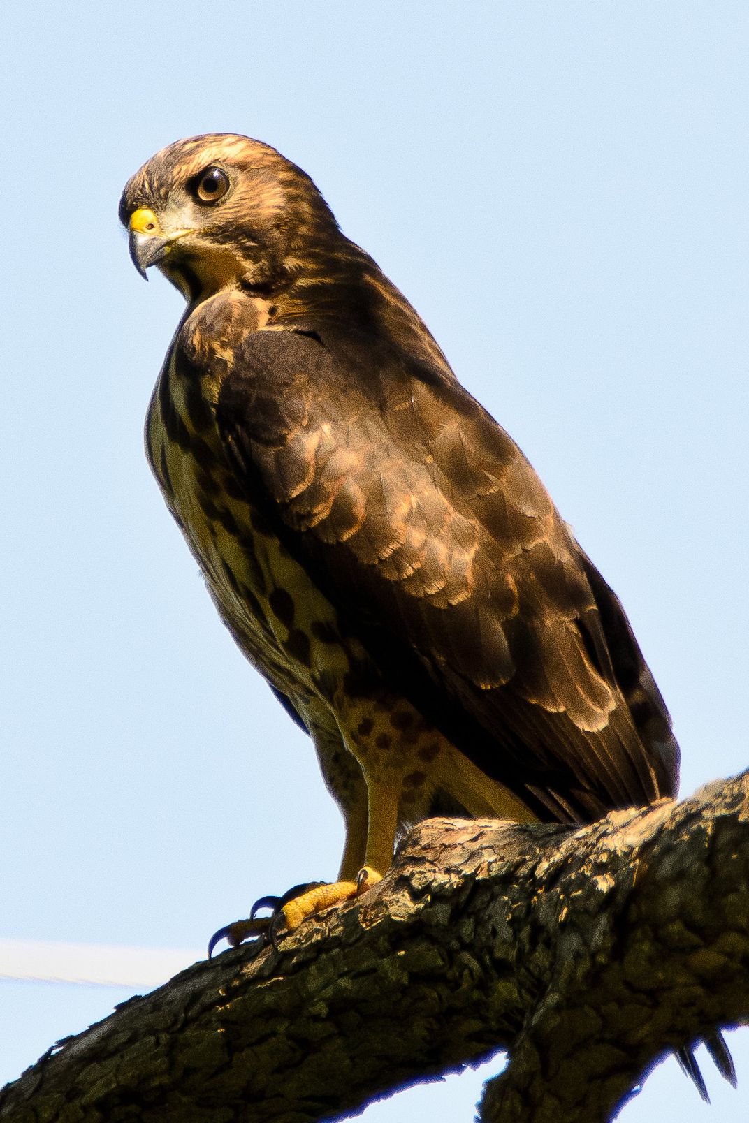 A Keen Eye - one of several hawks that set up temporary residence in my ...