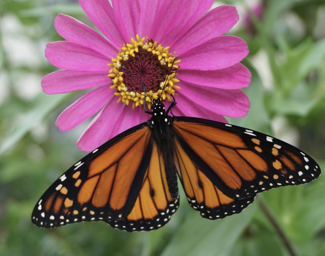 Monarch Butterfly on a Zinnia. Smithsonian Photo Contest