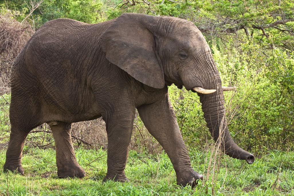 African Elephant