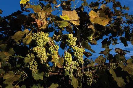 Stark-Star grapes&mdash;native to North America, and considered a &ldquo;champion cultivar&rdquo; by Jerry Eisterhold, founder of TerraVox Winery.
