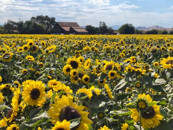 A barn stands at the edge of a field of sunflowers in Southern California. thumbnail