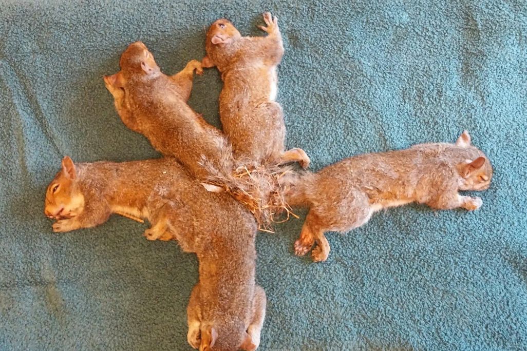 Squirrel Tails