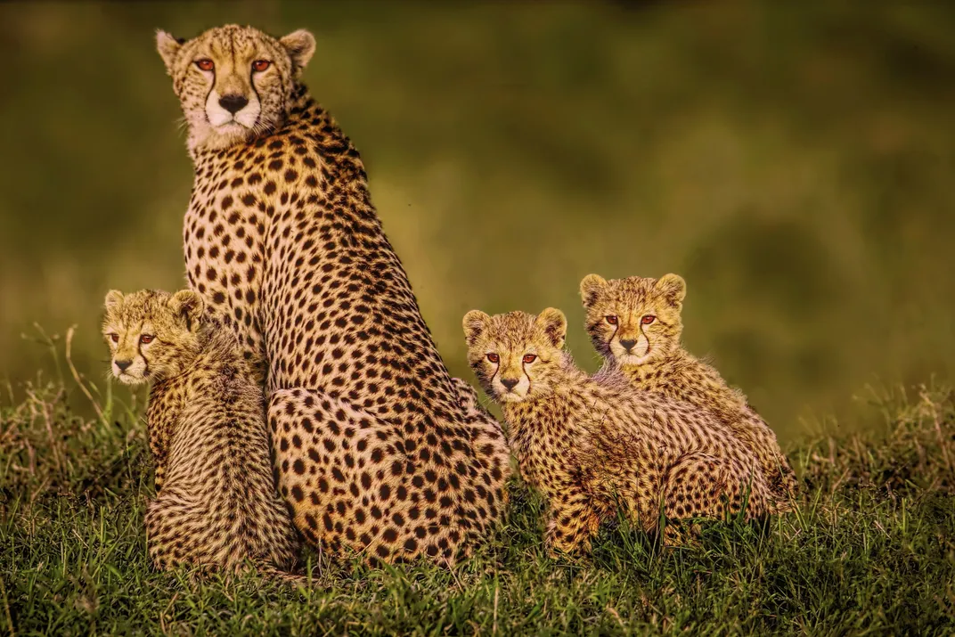 A cheetah mom and her cubs