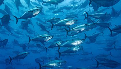 Bluefin Tuna Get Busy Off North Carolina