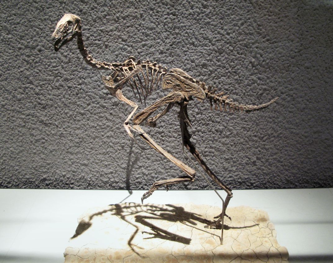 Caudipteryx Skeleton