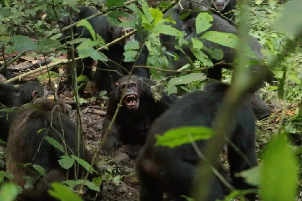 chimpanzees attacking each other