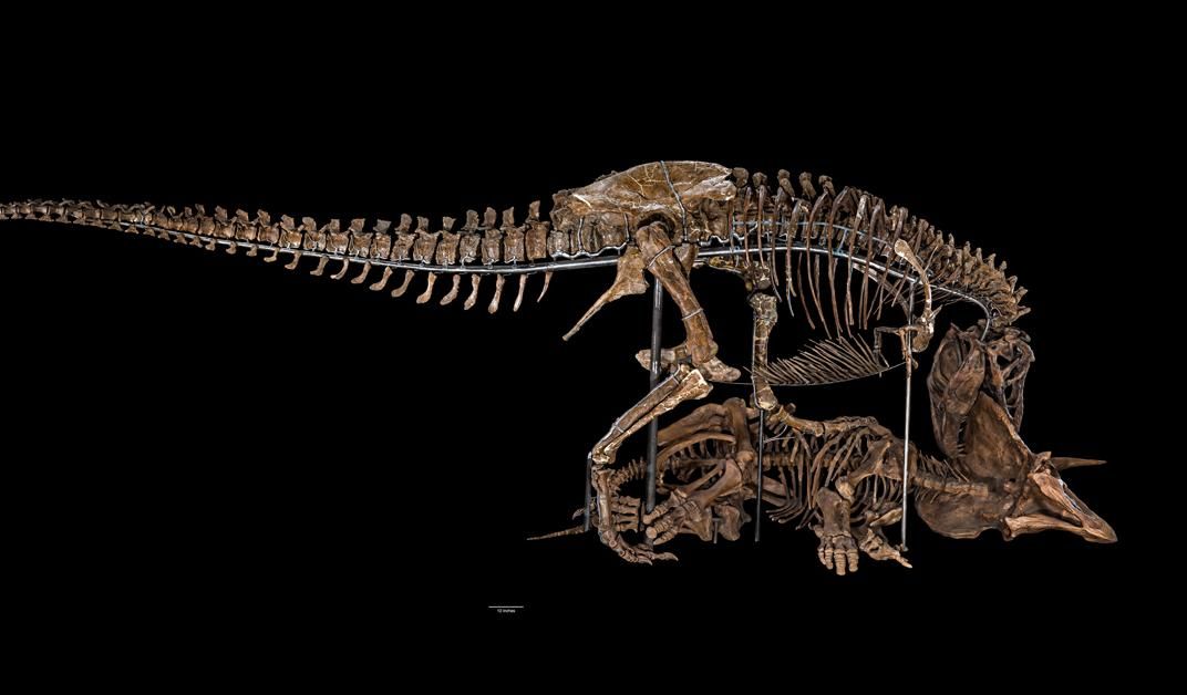 Dinosaur 3D Print: The Best Models for 2023