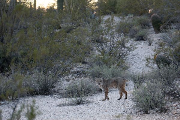 Stalking Bobcat amongst Giant Saguaro thumbnail