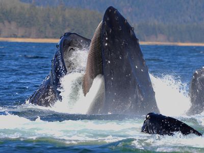Baleen is the soft, hair-like structure on the upper mouth of whales, such as the humpback whale in this photo, which allows them to trap prey in their mouth.