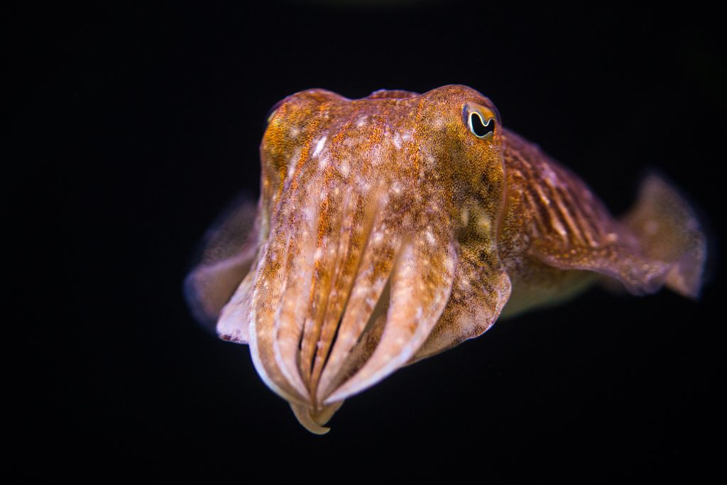 Close up of an orange toned common cuttlefish, a octopus-like cephalopod, against a black backdrop