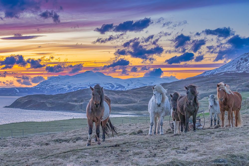 This image was taken during the 2-hour sunset of spring in Iceland. The Icelandic horses are such beautiful creatures.