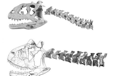 The skulls and necks of Majungasaurus (top) and Carnotaurus (bottom) compared.