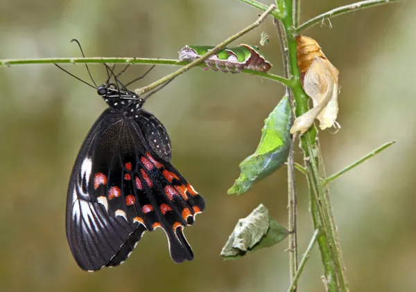 4 Stages Of Common Mormon Butterfly Together thumbnail