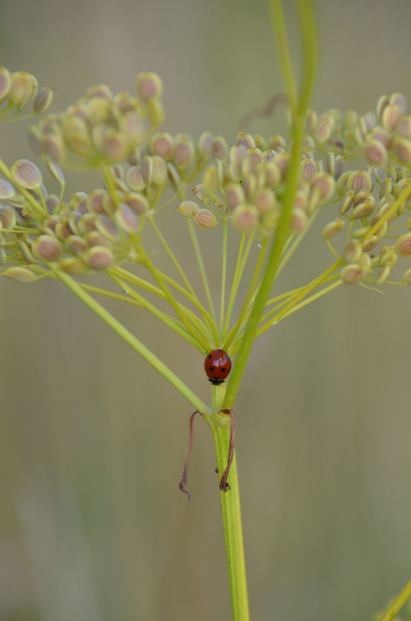 Nature's Wildlife thumbnail