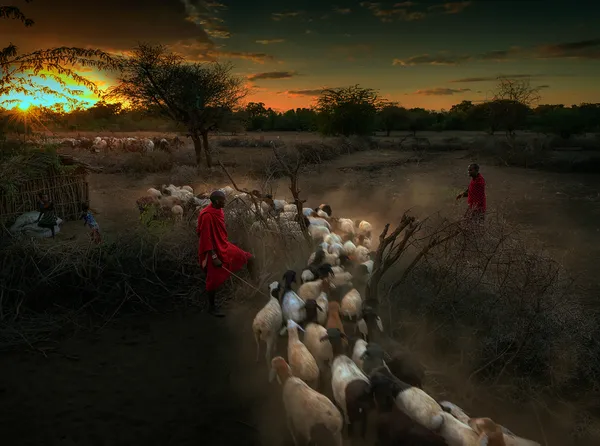 Morning in Maasai Village thumbnail