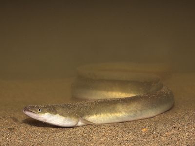 A European eel (not the world's oldest, however). 