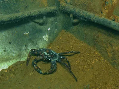 One of many contaminated crabs at the Deepwater Horizon site.