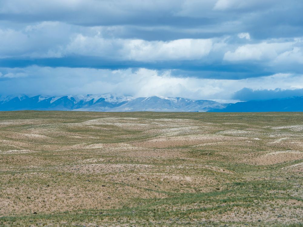 Field on the Tibetan Plateau