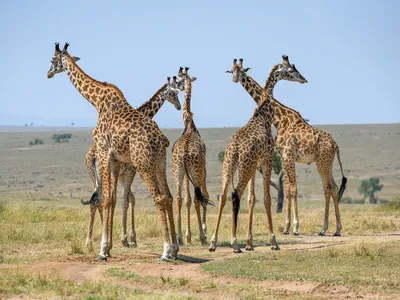 Giraffes are just as astonishing on the inside as they are to look at. Standing up to 19 feet tall, they require enormously high blood pressure to pump blood up to the head, yet they suffer few, if any, of the consequences that people with high blood pressure would.
