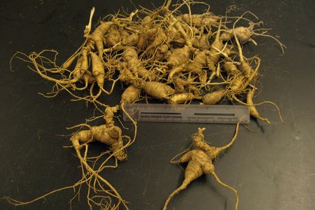 Ginseng roots