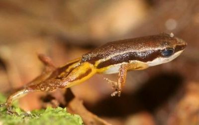 ARBIMON—a system of distributed recording stations and centralized analysis software—was used to track populations of the endangered plains coqui frog, in Puerto Rico.