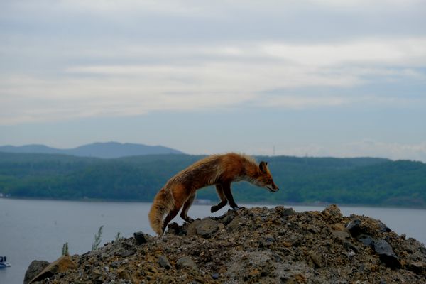 Who buried the fox hole? thumbnail