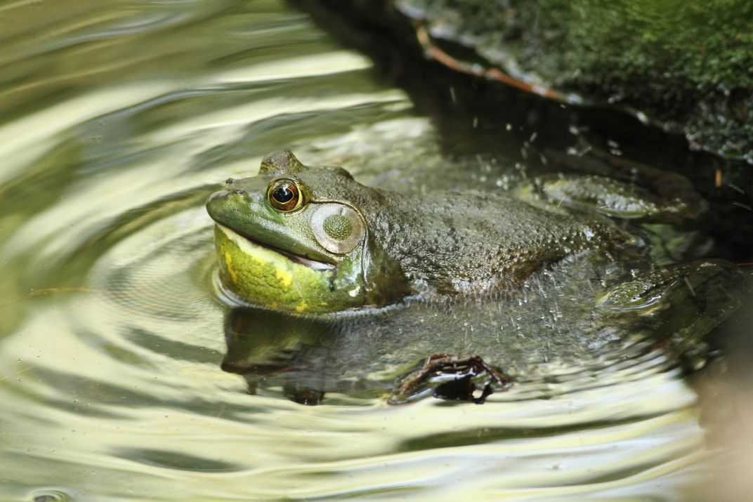 American Bullfrog Vocalizing in Central Park, New York City