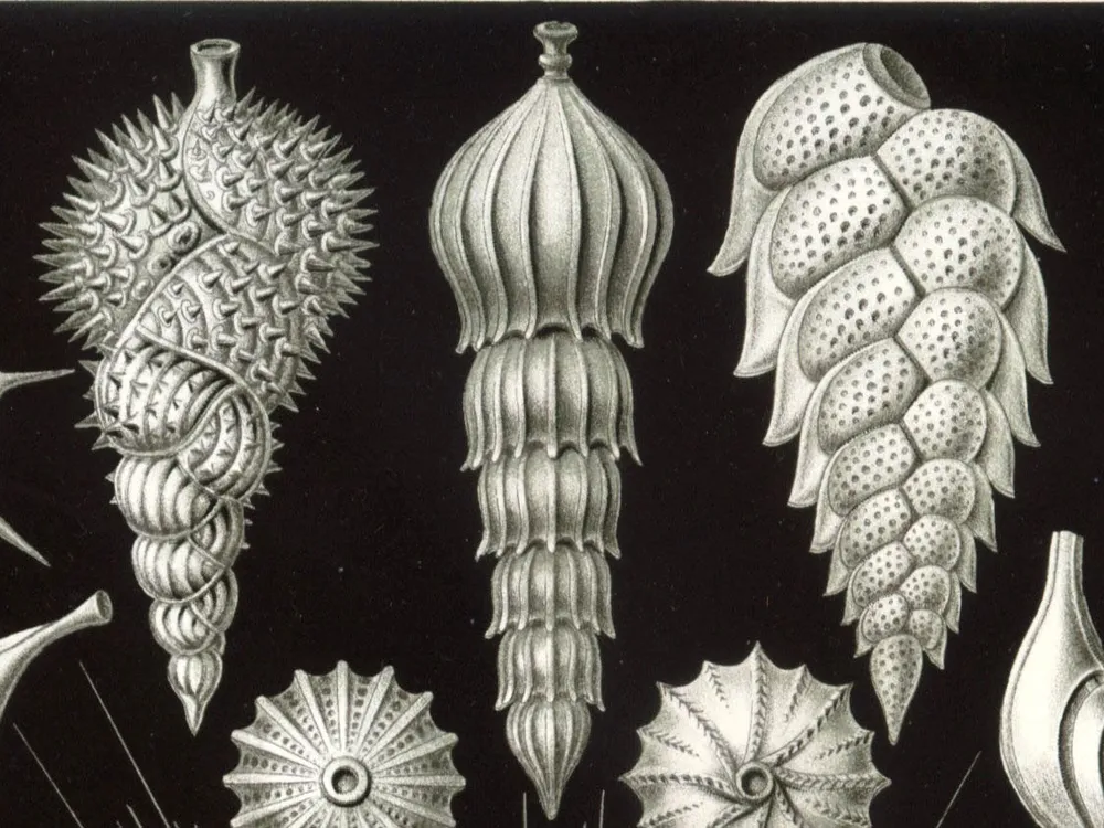 Foraminifera from Ernst Haeckel's Kunstformen der Natur. (Ernst Haeckel)