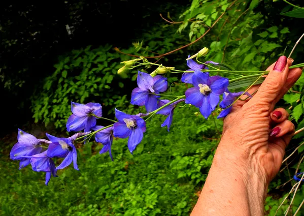 Delphiniums in My Hand thumbnail