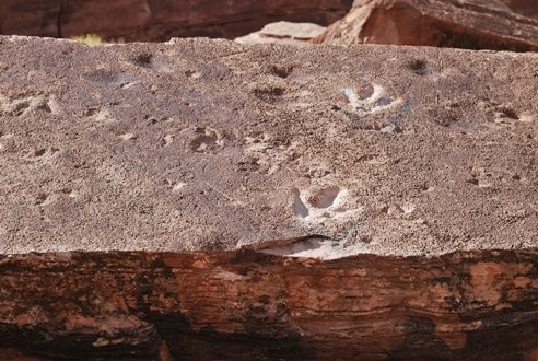 Tracks made by a medium-sized theropod on a slab of rock just outside of Moab, Utah.