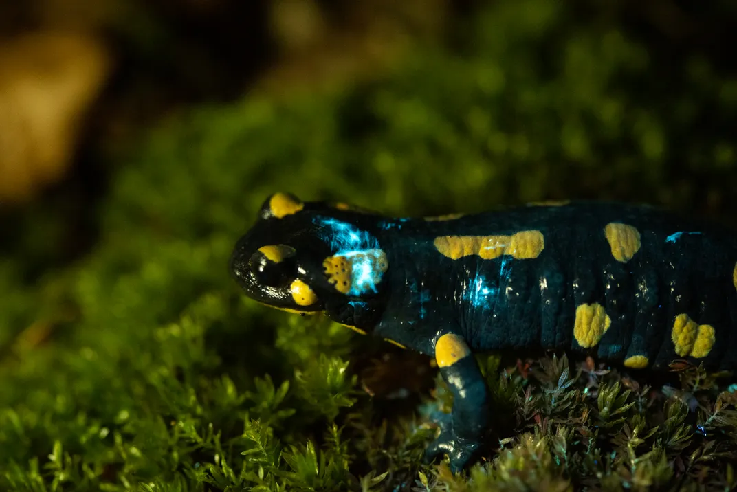 A black and yellow salamander in grass