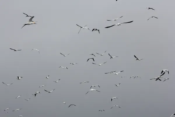 Cormorants in flight thumbnail