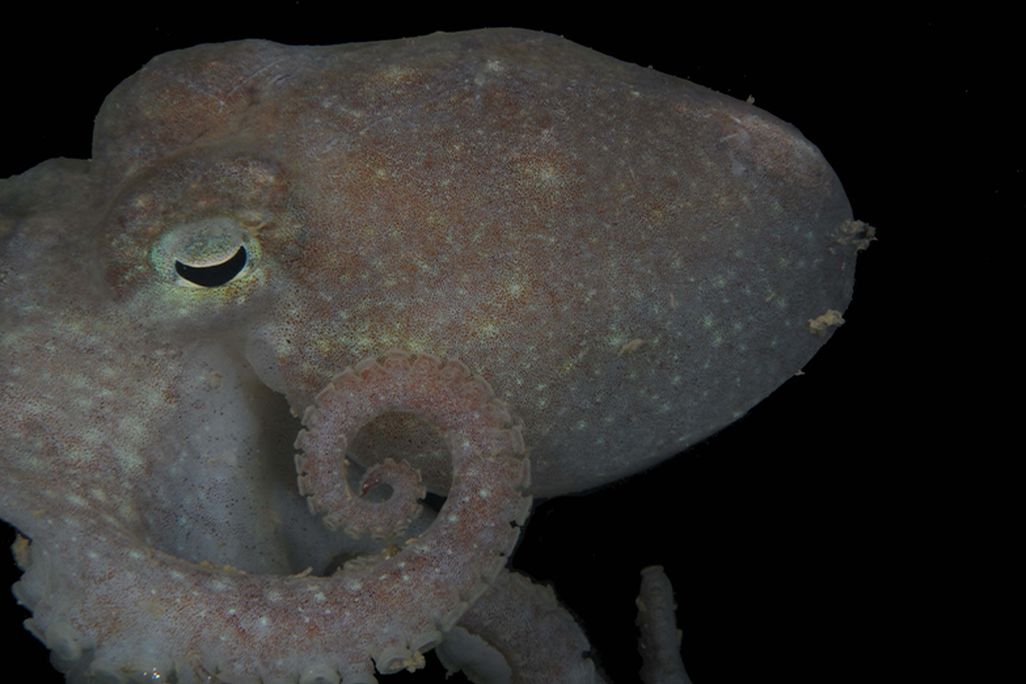 An octopus