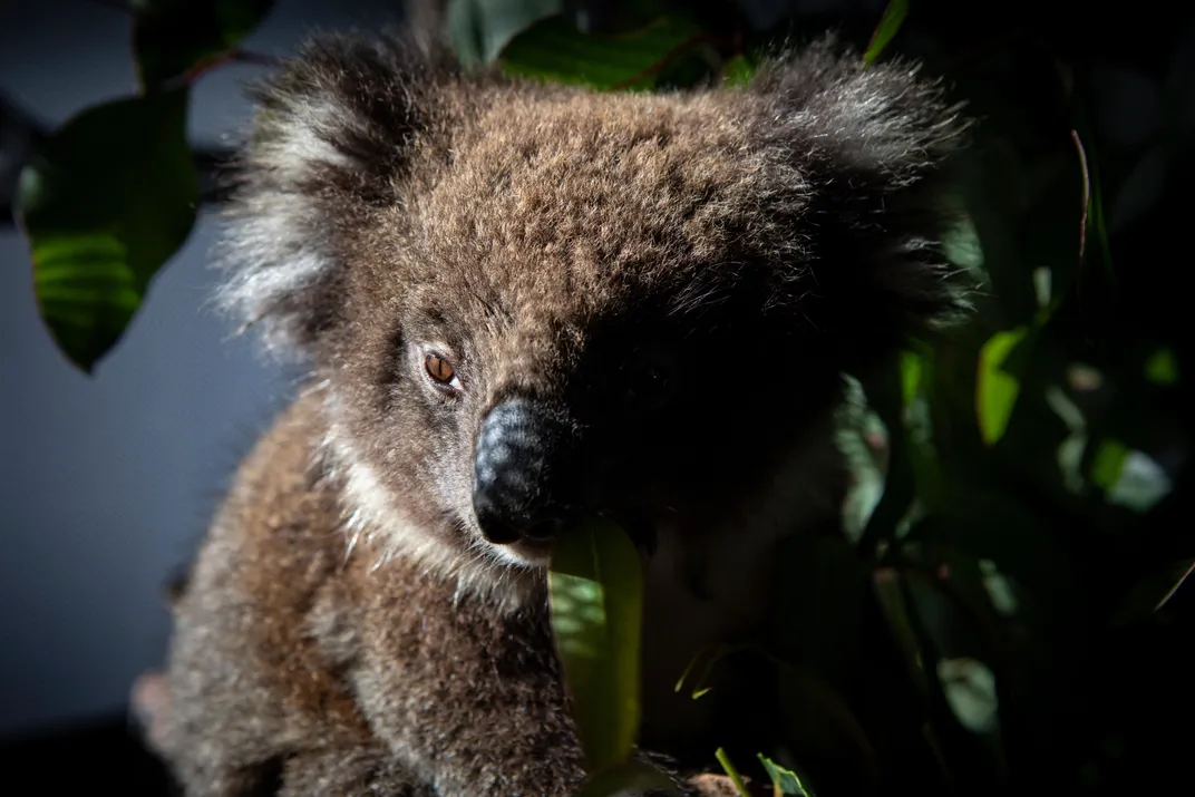 Out of the hundreds of koalas that volunteers and staff have rescued, many are being raised in captivity. Older koalas are released into intact eucalyptus plantations.