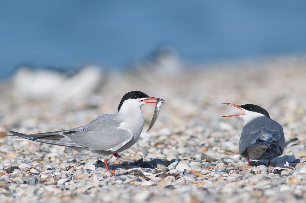 Birds Struggle to Keep Their Marriages in Rapidly Changing Urban Environments