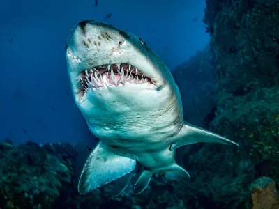 Want to know what a sand tiger shark has been eating? Look to its teeth.