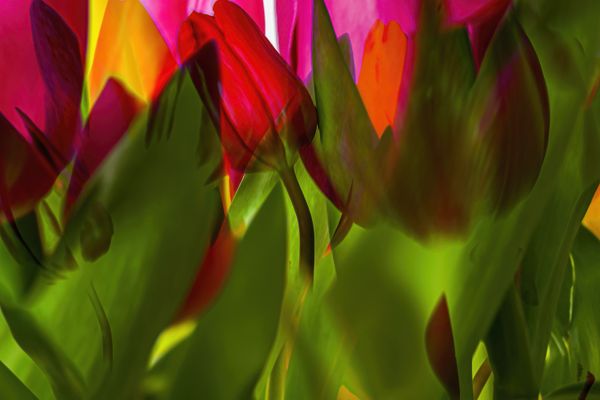 Popart Tulips thumbnail