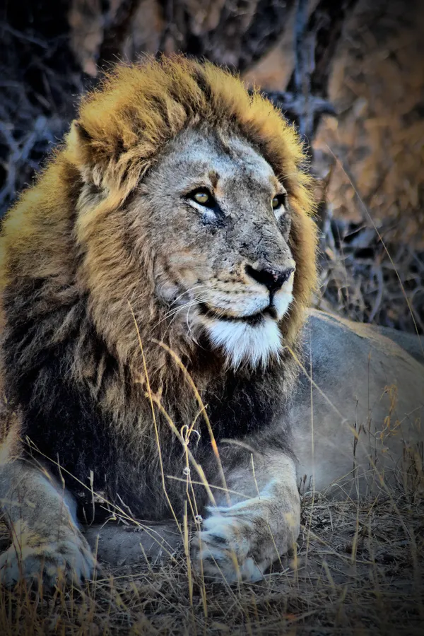 King of Africa thumbnail